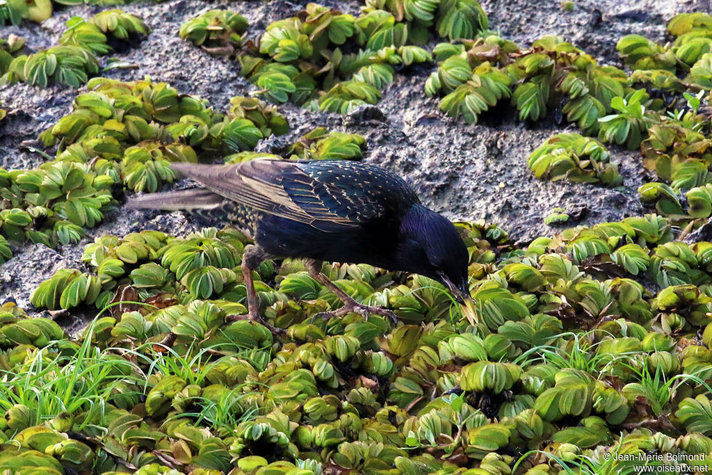 Étourneau sansonnetadulte