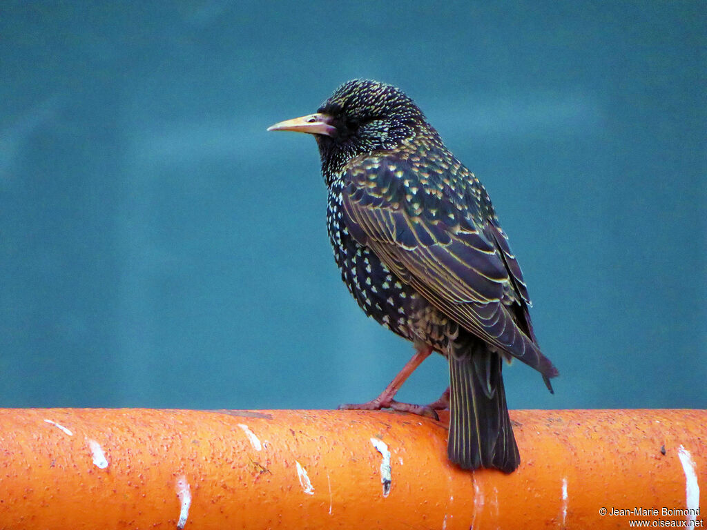 Étourneau sansonnet