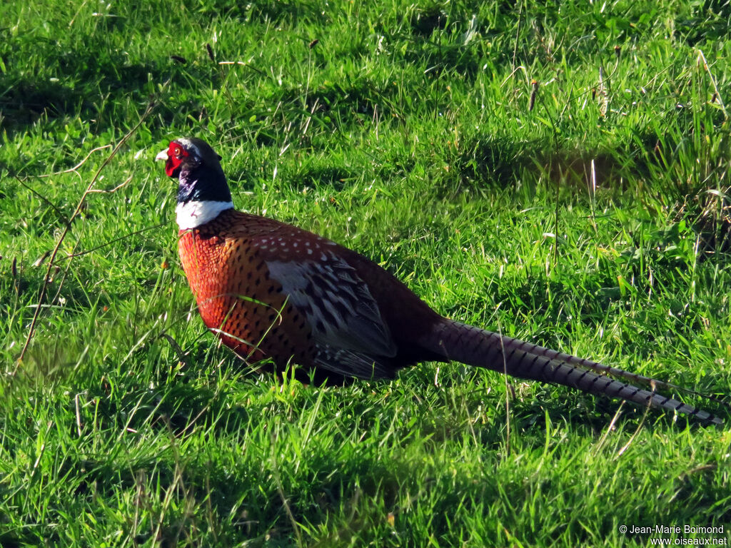 Common Pheasant male