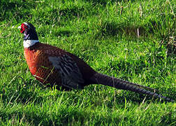 Common Pheasant