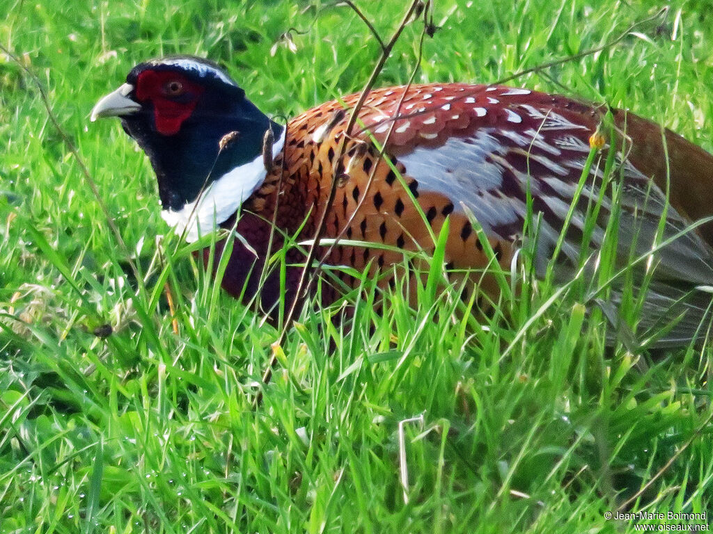 Common Pheasant male