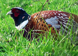 Common Pheasant