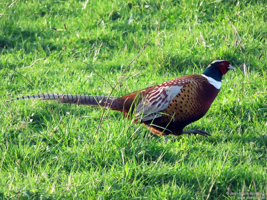 Common Pheasant male