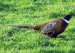 Common Pheasant