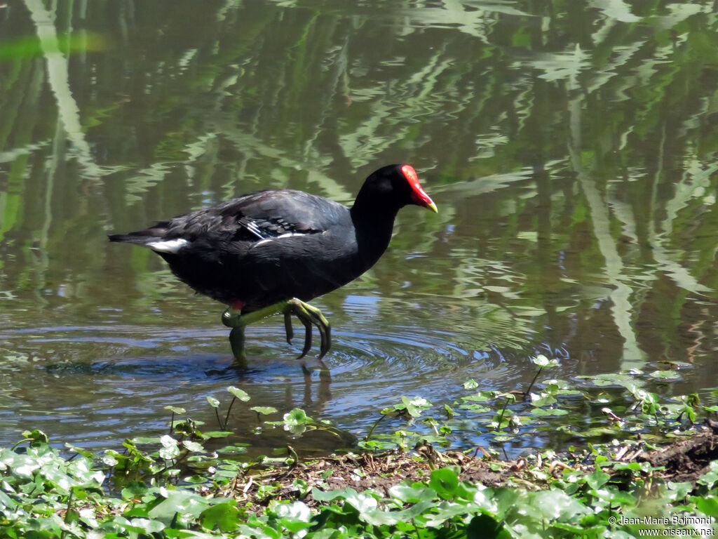 Common Gallinule