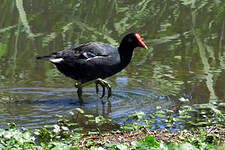 Gallinule d'Amérique