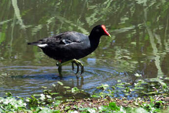 Gallinule d'Amérique