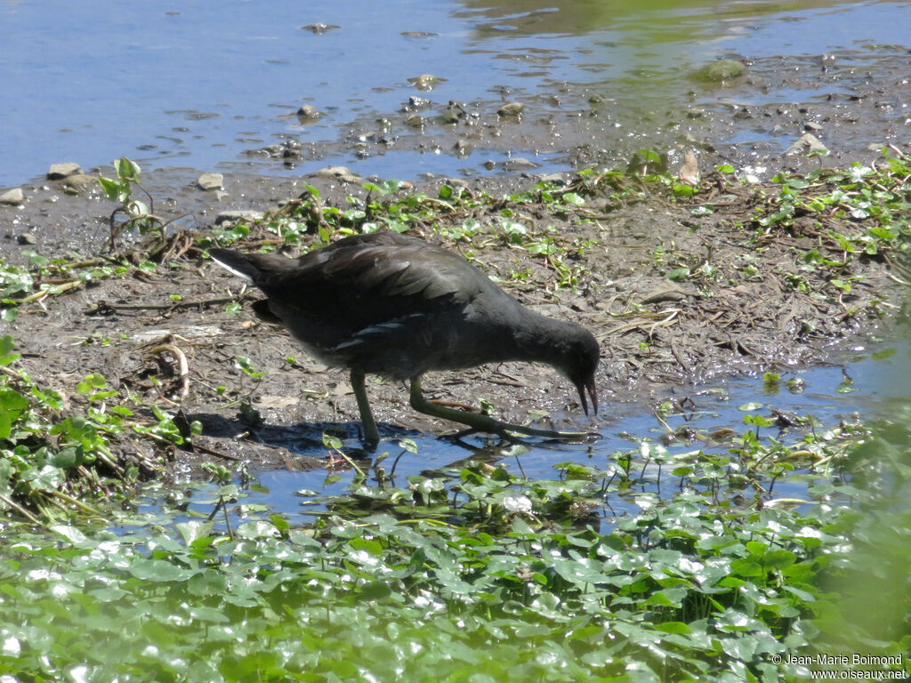 Common Gallinulejuvenile