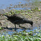 Gallinule d'Amérique
