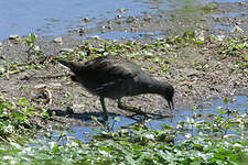 Gallinule d'Amérique