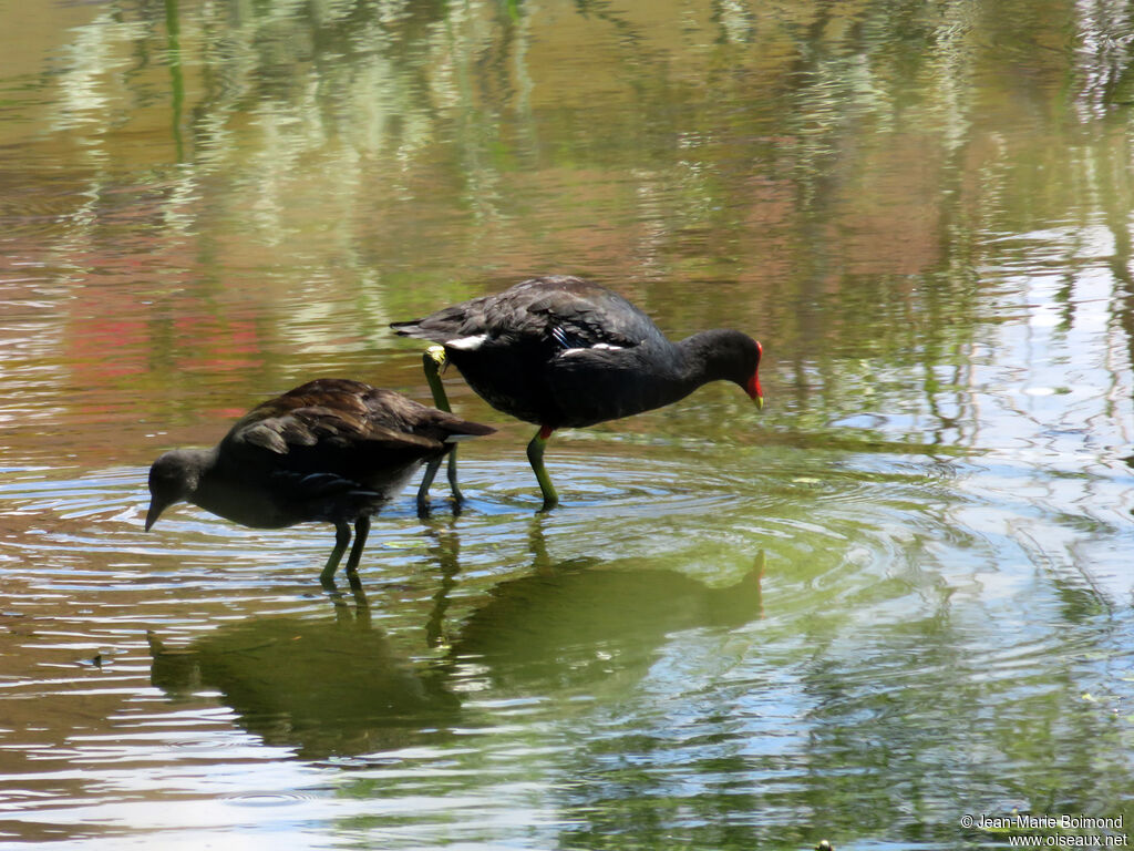 Common Gallinule