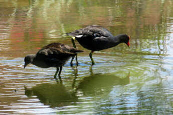 Gallinule d'Amérique