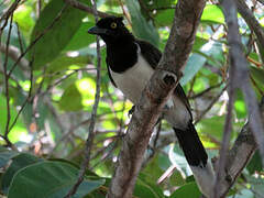 White-naped Jay