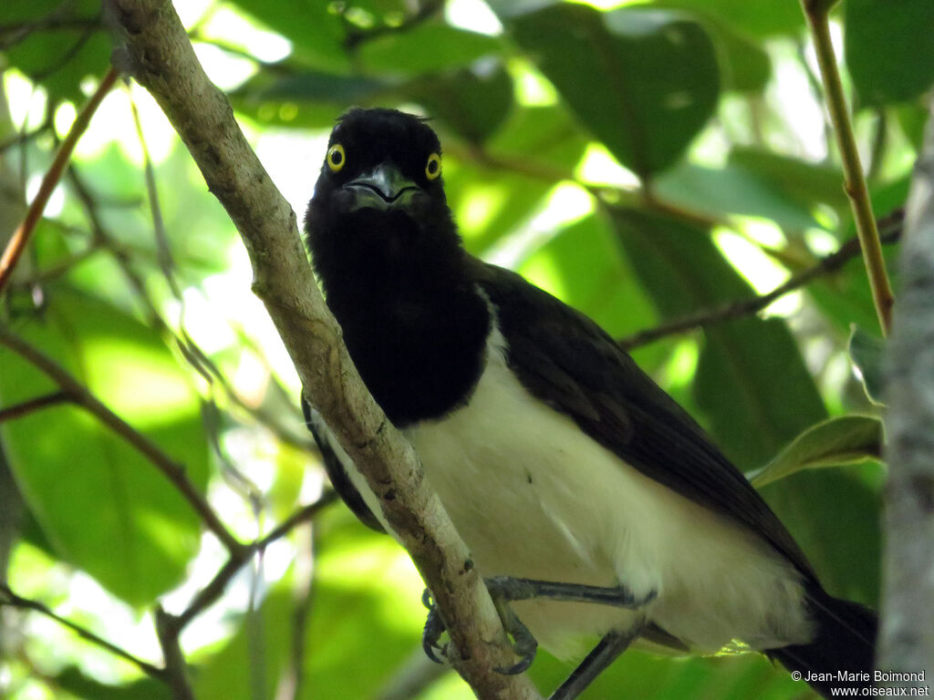 White-naped Jay