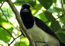 White-naped Jay