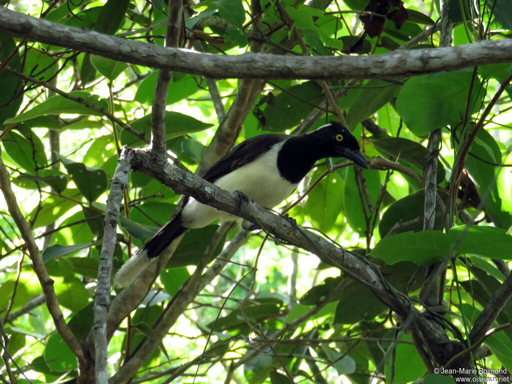 White-naped Jay