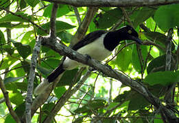 White-naped Jay