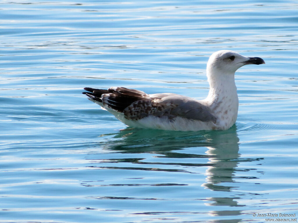 Yellow-legged Gull