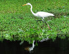 Grande Aigrette