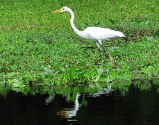 Great Egret