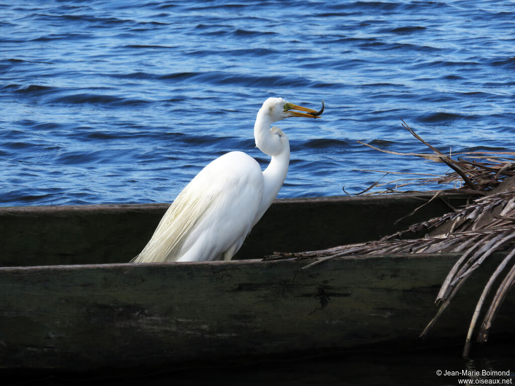 Grande Aigrette