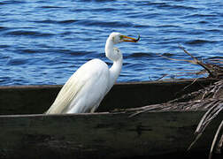 Grande Aigrette