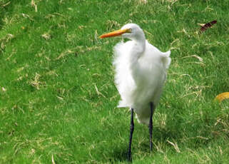 Grande Aigrette