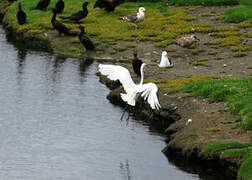 Grande Aigrette