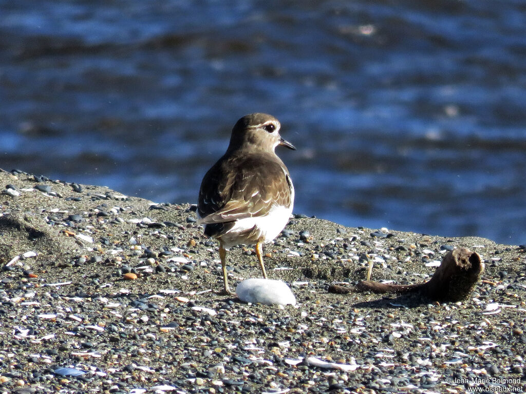 Rufous-chested Plover