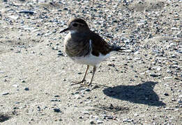 Rufous-chested Plover