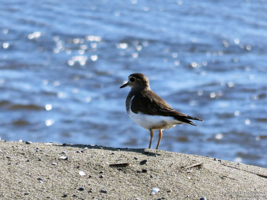 Rufous-chested Plover