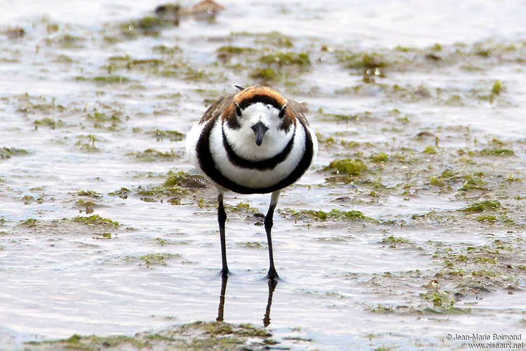 Gravelot des Falkland