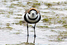 Gravelot des Falkland