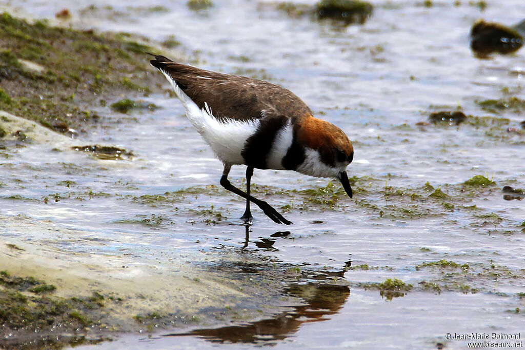 Gravelot des Falkland