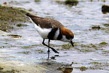 Gravelot des Falkland