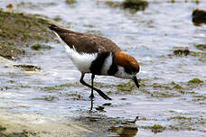 Gravelot des Falkland