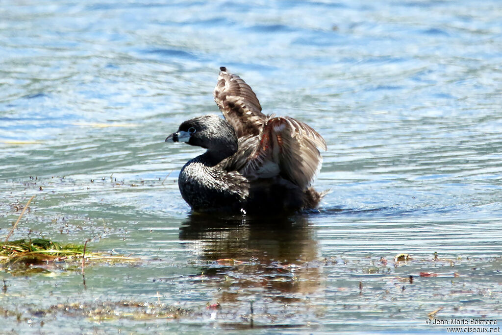 Grèbe à bec bigarré