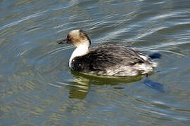 Silvery Grebe