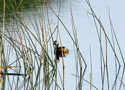 White-tufted Grebe