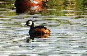 White-tufted Grebe