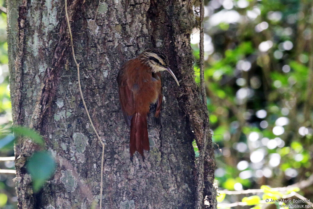 Grimpar à bec étroit