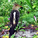 Guira cantara