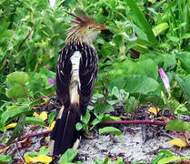 Guira Cuckoo