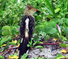 Guira cantara