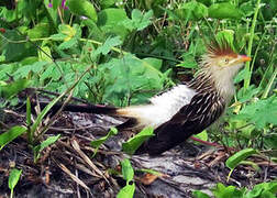 Guira Cuckoo