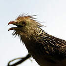 Guira cantara