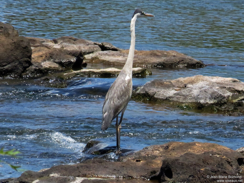 Cocoi Heron