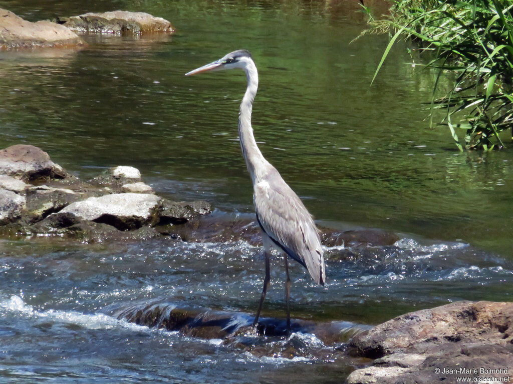 Cocoi Heron