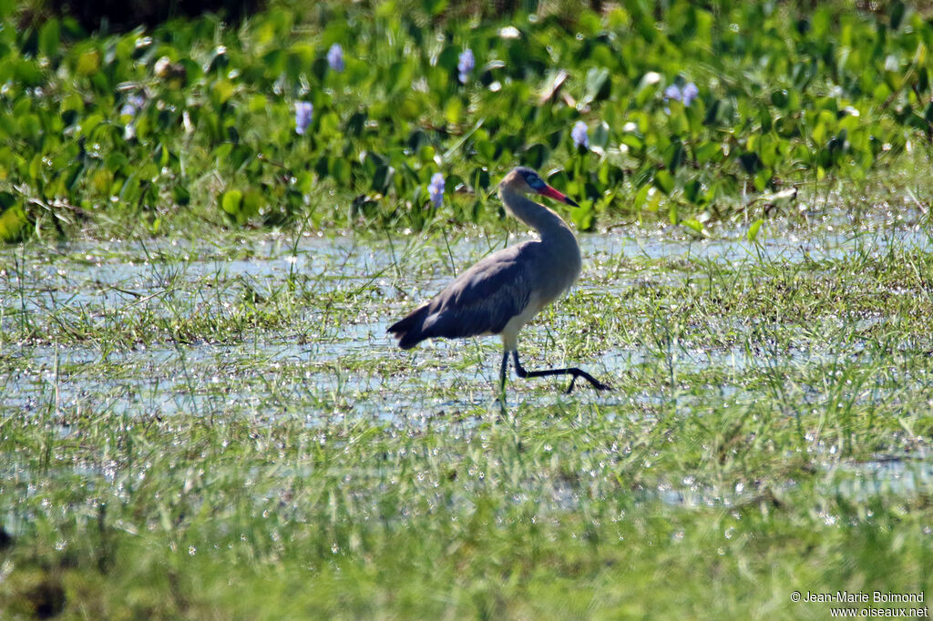 Héron flûte-du-soleil