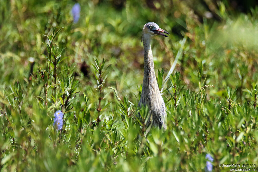 Héron flûte-du-soleil